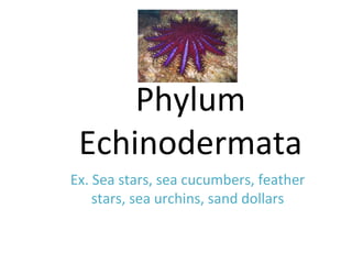 Phylum
Echinodermata
Ex. Sea stars, sea cucumbers, feather
stars, sea urchins, sand dollars
 