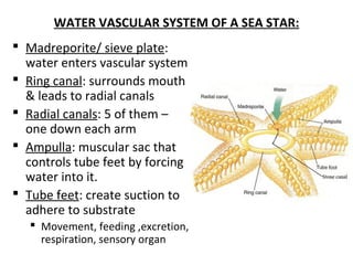 WATER VASCULAR SYSTEM OF A SEA STAR:
 Madreporite/ sieve plate:
water enters vascular system
 Ring canal: surrounds mouth
& leads to radial canals
 Radial canals: 5 of them –
one down each arm
 Ampulla: muscular sac that
controls tube feet by forcing
water into it.
 Tube feet: create suction to
adhere to substrate
 Movement, feeding ,excretion,
respiration, sensory organ
 