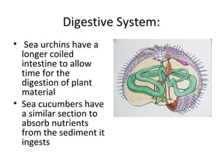Digestive System:
• Sea urchins have a
longer coiled
intestine to allow
time for the
digestion of plant
material
• Sea cucumbers have
a similar section to
absorb nutrients
from the sediment it
ingests
 