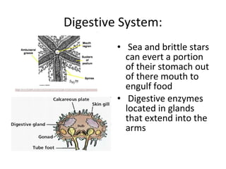 Digestive System:
• Sea and brittle stars
can evert a portion
of their stomach out
of there mouth to
engulf food
• Digestive enzymes
located in glands
that extend into the
arms
 
