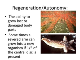Regeneration/Autonomy:
• The ability to
grow lost or
damaged body
parts
• Some times a
severed arm can
grow into a new
organism if 1/5 of
the central disc is
present
 