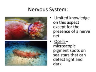 Nervous System:
• Limited knowledge
on this aspect
except for the
presence of a nerve
net
• Ocelli –
microscopic
pigment spots on
sea stars that can
detect light and
dark
 
