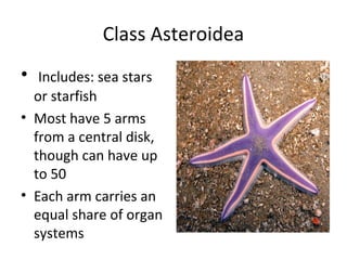 Class Asteroidea
• Includes: sea stars
or starfish
• Most have 5 arms
from a central disk,
though can have up
to 50
• Each arm carries an
equal share of organ
systems
 