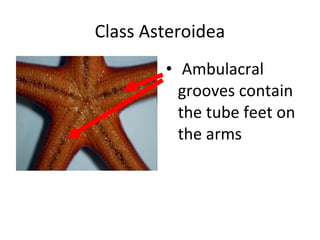Class Asteroidea
• Ambulacral
grooves contain
the tube feet on
the arms
 