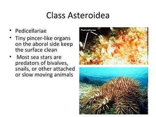 Class Asteroidea
• Pedicellariae
• Tiny pincer-like organs
on the aboral side keep
the surface clean
• Most sea stars are
predators of bivalves,
snails, or other attached
or slow moving animals
 