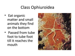 Class Ophiuroidea
• Eat organic
matter and small
animals they find
on the bottom
• Passed from tube
foot to tube foot
till it reaches the
mouth
 
