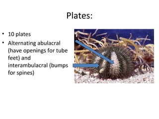 Plates:
• 10 plates
• Alternating abulacral
(have openings for tube
feet) and
interambulacral (bumps
for spines)
 