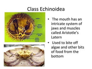 Class Echinoidea
• The mouth has an
intricate system of
jaws and muscles
called Aristotle’s
Latern
• Used to bite off
algae and other bits
of food from the
bottom
 