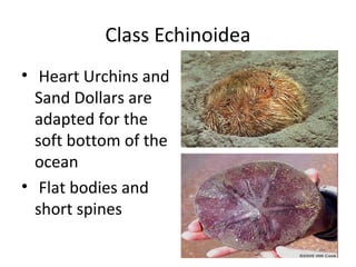 Class Echinoidea
• Heart Urchins and
Sand Dollars are
adapted for the
soft bottom of the
ocean
• Flat bodies and
short spines
 