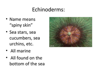 Echinoderms:
• Name means
“spiny skin”
• Sea stars, sea
cucumbers, sea
urchins, etc.
• All marine
• All found on the
bottom of the sea
 