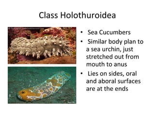 Class Holothuroidea
• Sea Cucumbers
• Similar body plan to
a sea urchin, just
stretched out from
mouth to anus
• Lies on sides, oral
and aboral surfaces
are at the ends
 