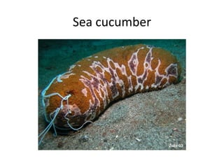 Sea cucumber
 