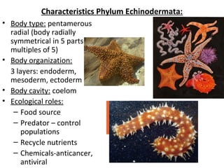 Characteristics Phylum Echinodermata:
• Body type: pentamerous
radial (body radially
symmetrical in 5 parts or
multiples of 5)
• Body organization:
3 layers: endoderm,
mesoderm, ectoderm
• Body cavity: coelom
• Ecological roles:
– Food source
– Predator – control
populations
– Recycle nutrients
– Chemicals-anticancer,
antiviral
 