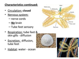 Characteristics continued:
• Circulation: closed
• Nervous system:
– nerve cords
– No brain
– Tube feet sensory
• Respiration: tube feet &
skin gills - diffusion
• Excretion: diffusion,
tube feet
• Habitat: water - ocean
 