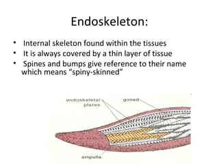 Endoskeleton:
• Internal skeleton found within the tissues
• It is always covered by a thin layer of tissue
• Spines and bumps give reference to their name
which means “spiny-skinned”
 