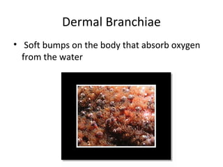 Dermal Branchiae
• Soft bumps on the body that absorb oxygen
from the water
 