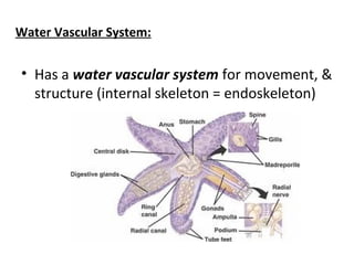 Water Vascular System:
• Has a water vascular system for movement, &
structure (internal skeleton = endoskeleton)
 