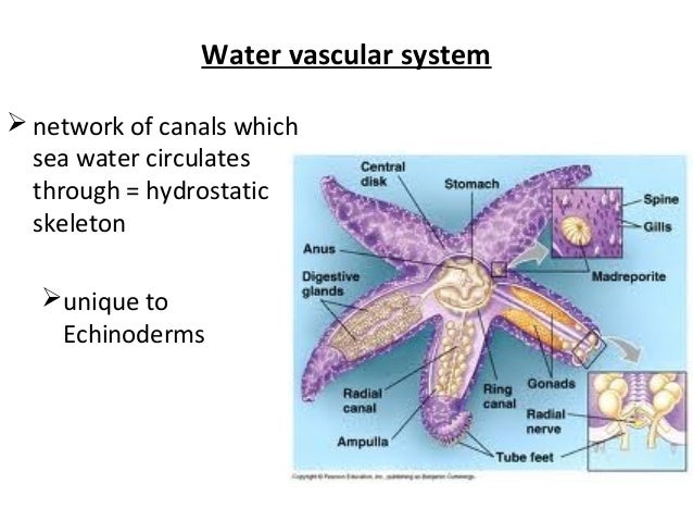 Phylum echinodermata 2016