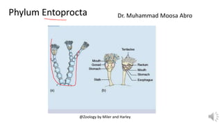 Phylum Entoprocta Dr. Muhammad Moosa Abro
@Zoology by Miler and Harley
 