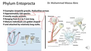 Examples Urnatella gracilis, Pedicellina cernua.
Approximately 150 species.
mostly sessile animals,
Ranging from 0.1 to 7 mm long.
Mature individuals are goblet shaped
and attached by relatively long stalks.
Phylum Entoprocta Dr. Muhammad Moosa Abro
 