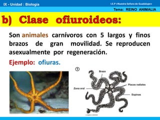 Son animales carnívoros con 5 largos y finos
brazos de gran movilidad. Se reproducen
asexualmente por regeneración.
Ejemplo: ofiuras.
IX - Unidad : Biología
Tema: REINO ANIMALIA
I.E.P «Nuestra Señora de Guadalupe»
 