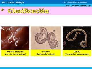VIII - Unidad : Biología
Tema: REINO ANIMALIA I
I.E.P «Nuestra Señora de Guadalupe»
Lombriz intestinal
(Ascaris lumbricoides)
Triquina
(Trichinella spiralis)
Oxiuro
(Enterobius vermicularis)
 