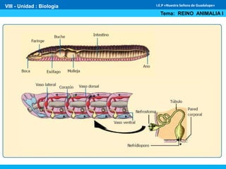VIII - Unidad : Biología
Tema: REINO ANIMALIA I
I.E.P «Nuestra Señora de Guadalupe»
 