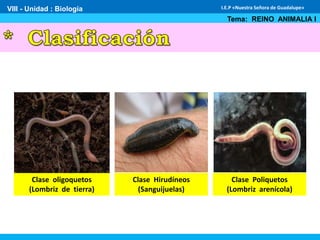 VIII - Unidad : Biología
Tema: REINO ANIMALIA I
I.E.P «Nuestra Señora de Guadalupe»
Clase oligoquetos
(Lombriz de tierra)
Clase Hirudíneos
(Sanguijuelas)
Clase Poliquetos
(Lombriz arenícola)
 