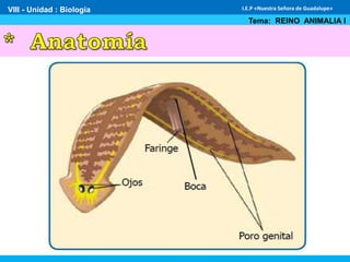 VIII - Unidad : Biología
Tema: REINO ANIMALIA I
I.E.P «Nuestra Señora de Guadalupe»
 