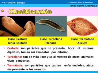 VIII - Unidad : Biología
Tema: REINO ANIMALIA I
I.E.P «Nuestra Señora de Guadalupe»
Clase Céstoda
Tenia solitaria
Clase Turbelaria
Planaria
Clase Tremátode
Alicuya
• Céstoda: son parásitos que no presenta boca ni sistema
digestivo, toman sus alimentos por difusión.
• Turbelaria: son de vida libre y se alimentan de otros animales
vivos o muertos.
• Tremátode: son parásitos que causan enfermedades, ataca
mayormente a los carneros.
 