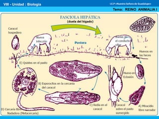 VIII - Unidad : Biología
Tema: REINO ANIMALIA I
I.E.P «Nuestra Señora de Guadalupe»
 