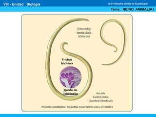 VIII - Unidad : Biología
Tema: REINO ANIMALIA I
I.E.P «Nuestra Señora de Guadalupe»
 