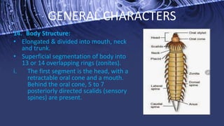 Animal Phylum Kinorhyncha the mud dragons | PPTX