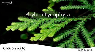Phylum Lycophyta
May 6, 2019Group Six (6)
 
