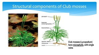Phylum lycophyta (Club mosses, Spike mosses & Quillworts) | PPT