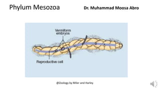 Phylum Mesozoa Dr. Muhammad Moosa Abro
@Zoology by Miler and Harley
 