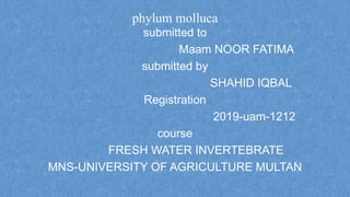 phylum molluca
submitted to
Maam NOOR FATIMA
submitted by
SHAHID IQBAL
Registration
2019-uam-1212
course
FRESH WATER INVERTEBRATE
MNS-UNIVERSITY OF AGRICULTURE MULTAN
 