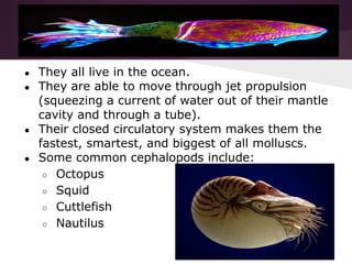 ● They all live in the ocean.
● They are able to move through jet propulsion
(squeezing a current of water out of their mantle
cavity and through a tube).
● Their closed circulatory system makes them the
fastest, smartest, and biggest of all molluscs.
● Some common cephalopods include:
○ Octopus
○ Squid
○ Cuttlefish
○ Nautilus
 