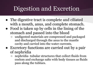 Digestion and Excretion
● The digestive tract is complete and ciliated
with a mouth, anus, and complete stomach.
● Food is taken up by cells in the lining of the
stomach and passed into the blood
○ undigested materials are compressed and packaged
and discharged through the anus to the mantle
cavity and carried into the water currents.
● Excretory functions are carried out by a pair
of nephridia
○ nephridia- tubular structures that collect fluids from
coelom and exchange salts with body tissues as fluids
pass along the tublues.
 