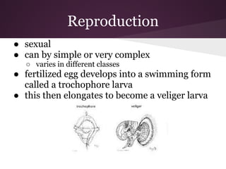 Reproduction
● sexual
● can by simple or very complex
  ○ varies in different classes
● fertilized egg develops into a swimming form
  called a trochophore larva
● this then elongates to become a veliger larva
 