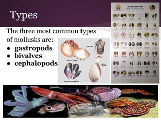 Types
The three most common types
of mollusks are:
● gastropods
● bivalves
● cephalopods
 