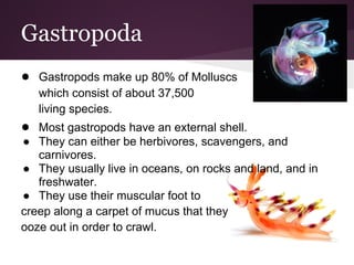 Gastropoda
● Gastropods make up 80% of Molluscs
   which consist of about 37,500
   living species.
● Most gastropods have an external shell.
● They can either be herbivores, scavengers, and
   carnivores.
● They usually live in oceans, on rocks and land, and in
   freshwater.
● They use their muscular foot to
creep along a carpet of mucus that they
ooze out in order to crawl.
 