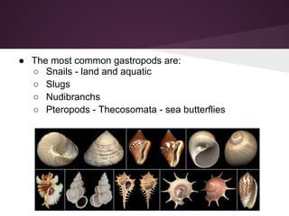 ● The most common gastropods are:
  ○ Snails - land and aquatic
  ○ Slugs
  ○ Nudibranchs
  ○ Pteropods - Thecosomata - sea butterflies
 