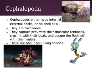Cephalopoda
●   Cephalopods either have internal shells,
    external shells, or no shell at all.
●   They are carnivores.
●   They capture prey with their muscular tentacles,
    crush it with their beak, and scrape the flesh off
    with their radula.
●   There are about 600 living species.
 