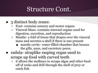 Structure Cont.
● 3 distinct body zones:
  ○ Foot- contains sensory and motor organs
  ○ Visceral Mass- contains internal organs used for
    digestion, excretion, and reproduction
  ○ Mantle- a fold of tissue that drapes over the visceral
    mass and secretes a shell if there is one present
    ■ mantle cavity- water-filled chamber that houses
       the gills, anus, and excretory pores.
● radula- straplike rasping organ used to
  scrape up food with curved teeth
  ○ it allows the molluscs to scrape algae and other food
    off of rocks and drill through the shell of prey or
    catch fish
 