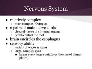 Nervous System
● relatively complex
  ○ most complex- Octopus
● 2 pairs of main nerve cords
  ○ visceral- serve the internal organs
  ○ pedal-control the foot
● brain encircles the esophagus
● sensory ability
  ○ variety of organ systems
  ○ large, complex eyes
     ■ larges eyes- large squid(eyes the size of dinner
        plates)
 