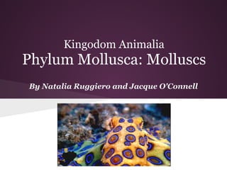 Kingodom Animalia
Phylum Mollusca: Molluscs
By Natalia Ruggiero and Jacque O'Connell
 