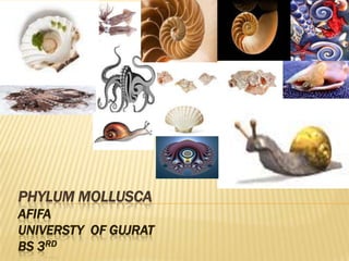 PHYLUM MOLLUSCA
AFIFA
UNIVERSTY OF GUJRAT
BS 3RD
 