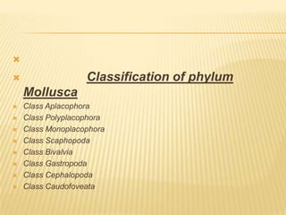 
 Classification of phylum
Mollusca
 Class Aplacophora
 Class Polyplacophora
 Class Monoplacophora
 Class Scaphopoda
 Class Bivalvia
 Class Gastropoda
 Class Cephalopoda
 Class Caudofoveata
 