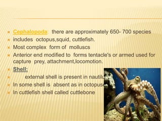  Cephalopoda: there are approximately 650- 700 species
 includes octopus,squid, cuttlefish.
 Most complex form of molluscs
 Anterior end modified to forms tentacle's or armed used for
capture prey, attachment,locomotion.
 Shell:
 external shell is present in nautilus
 In some shell is absent as in octopuses
 In cuttlefish shell called cuttlebone
 